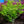 Load image into Gallery viewer, Mikawa Yatsubusa Japanese Maple - Japanese Maple - Japanese Maples