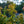 Load image into Gallery viewer, Mikawa Yatsubusa Japanese Maple