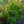 Load image into Gallery viewer, Mikawa Yatsubusa Japanese Maple