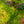 Load image into Gallery viewer, Mikawa Yatsubusa Japanese Maple
