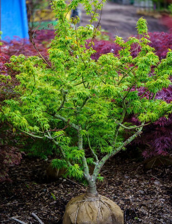 Mikawa Yatsubusa Japanese Maple - Japanese Maple - Japanese Maples