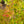 Load image into Gallery viewer, Mikawa Yatsubusa Japanese Maple