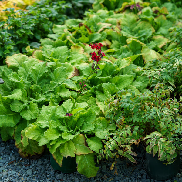 Miller's Crimson Japanese Primrose