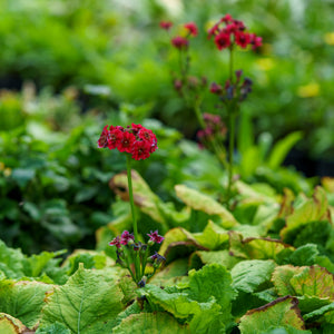 Miller's Crimson Japanese Primrose
