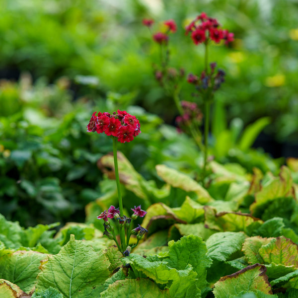Miller's Crimson Japanese Primrose