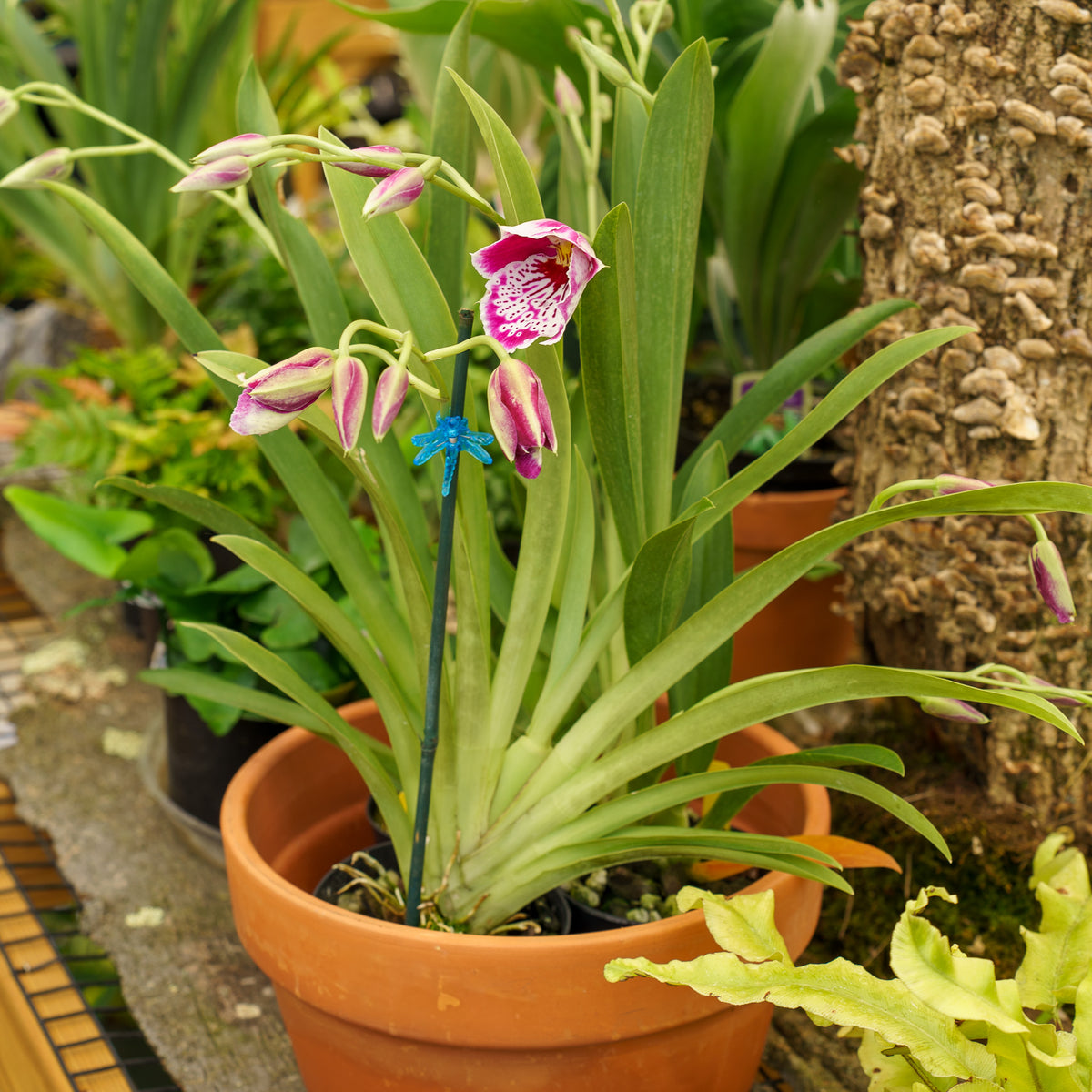 Pansy Orchid – Plant Detectives