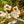 Load image into Gallery viewer, Pansy Orchid