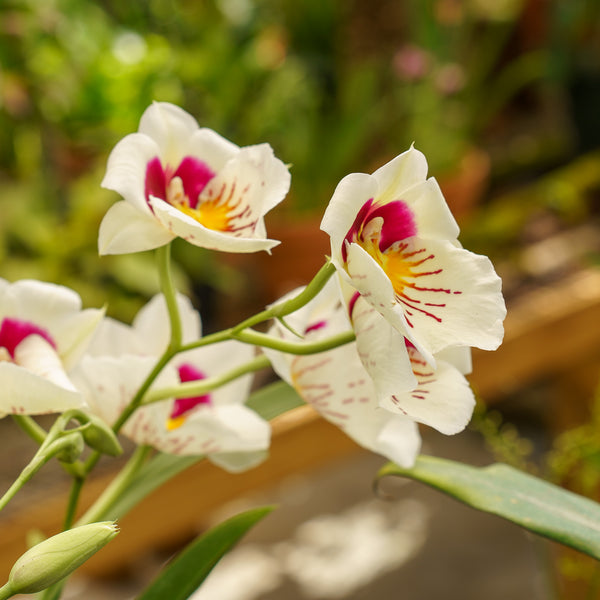 Pansy Orchid