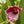Load image into Gallery viewer, Pansy Orchid