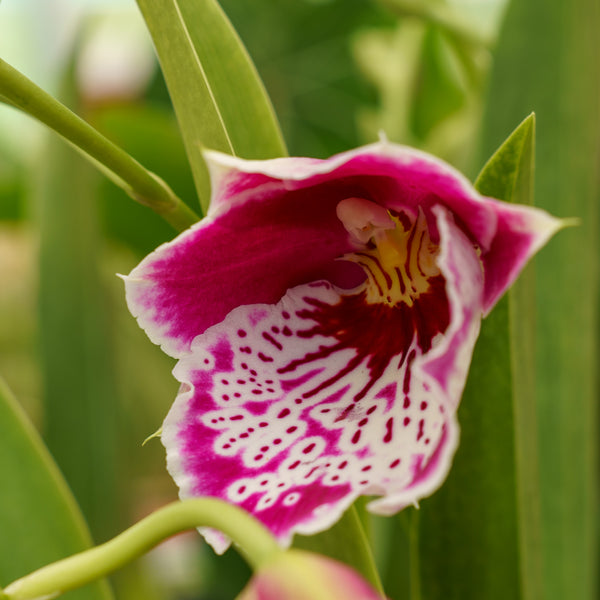 Pansy Orchid