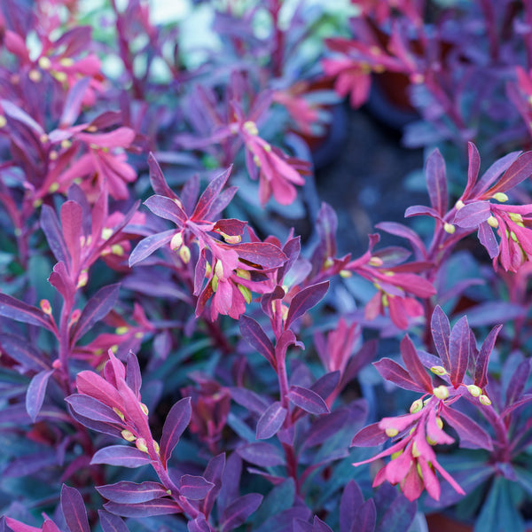 Miner's Merlot Spurge