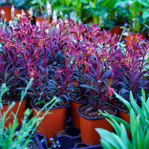 Miner's Merlot Spurge