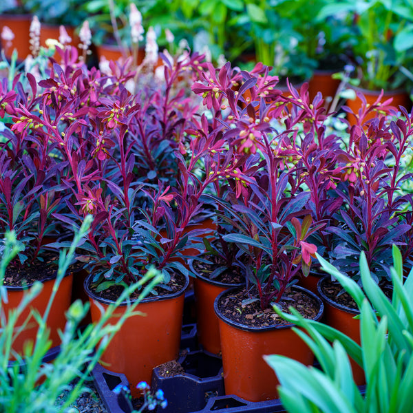 Miner's Merlot Spurge