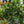 Load image into Gallery viewer, Ming Aralia