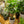 Load image into Gallery viewer, Ming Aralia
