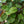 Load image into Gallery viewer, Ming Aralia