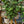 Load image into Gallery viewer, Ming Aralia