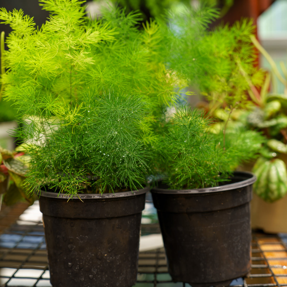 Ming Asparagus Fern – Plant Detectives