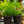 Load image into Gallery viewer, Ming Fern