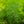 Load image into Gallery viewer, Ming Fern