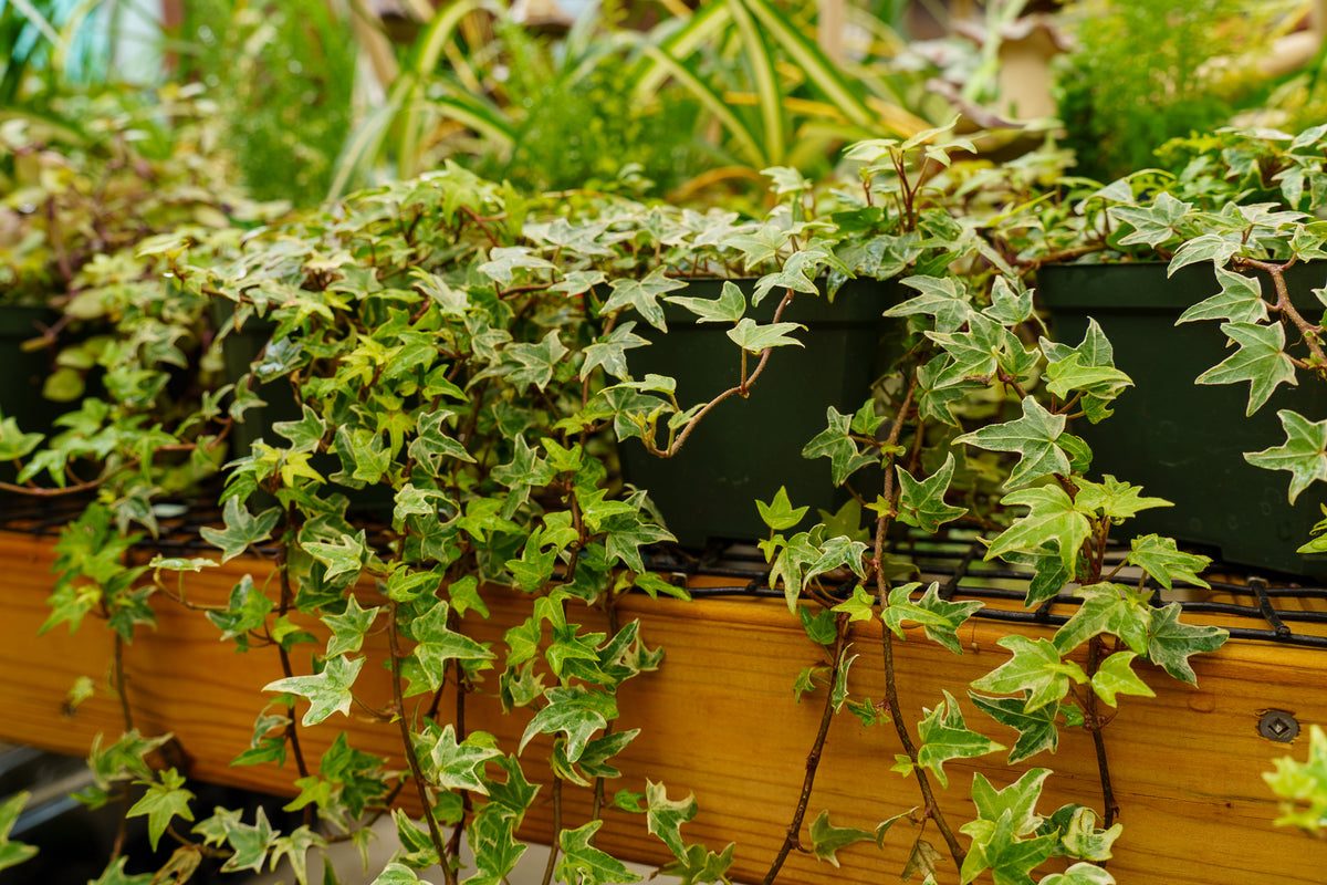 Mini Esther Ivy – Plant Detectives
