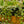 Load image into Gallery viewer, Mini Esther Ivy