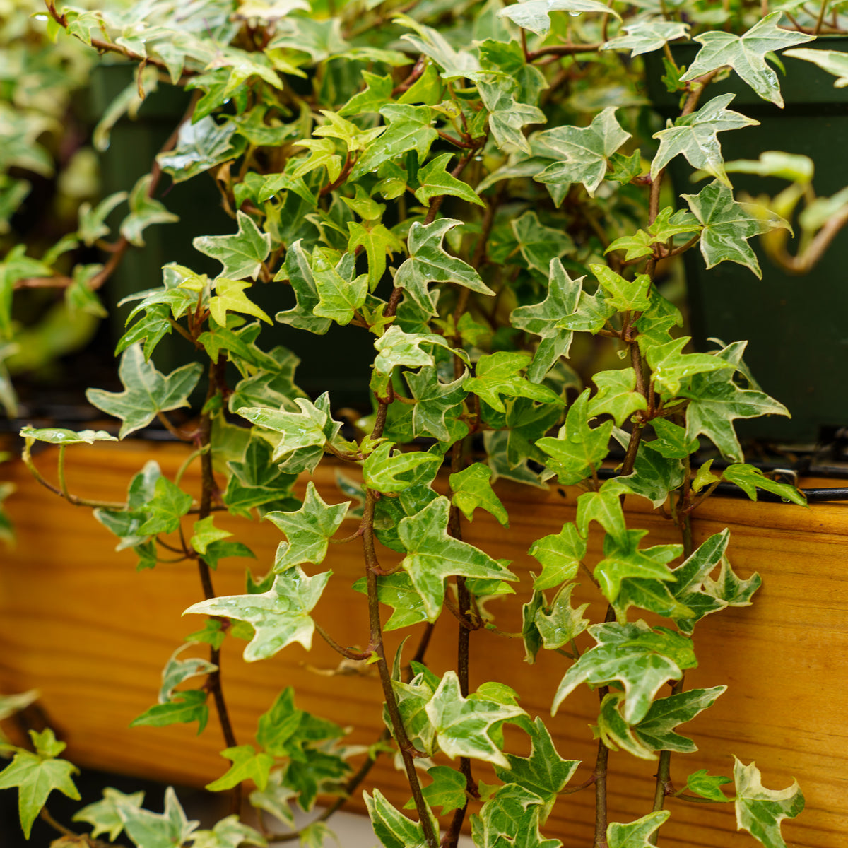 aas kaktus Astrophytum Asterias Variegata (Kaktus) – Foliage Dreams main image 0