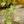 Load image into Gallery viewer, Mini Esther Ivy