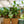 Load image into Gallery viewer, Mini Harmony Bonsai
