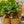 Load image into Gallery viewer, Mini Harmony Bonsai