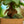 Load image into Gallery viewer, Mini Harmony Bonsai