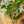 Load image into Gallery viewer, Mini Monstera