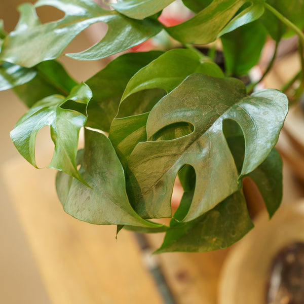 Mini Monstera