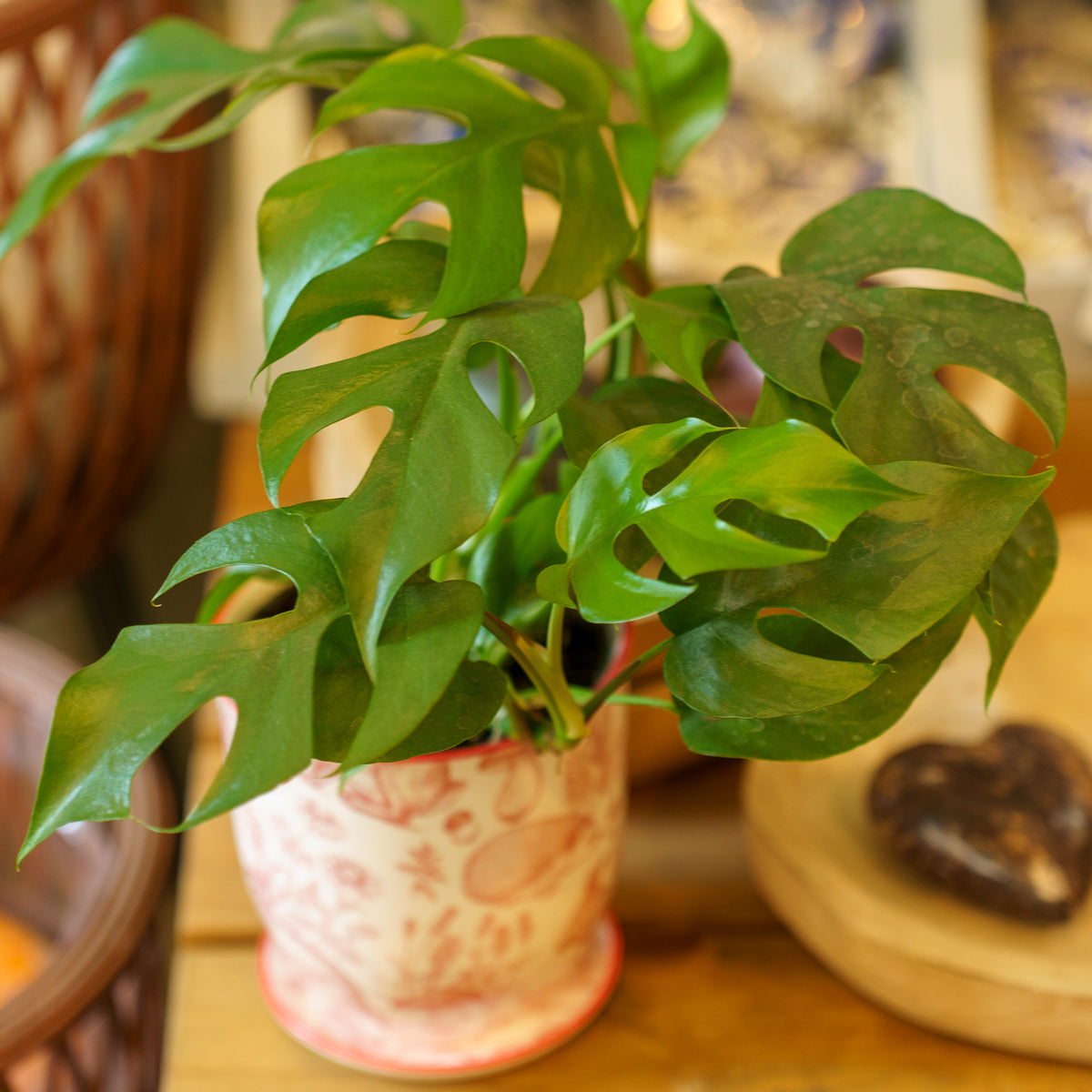 mini monstera rhaphidophora Mini Monstera – Plant Detectives