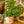 Load image into Gallery viewer, Mini Monstera