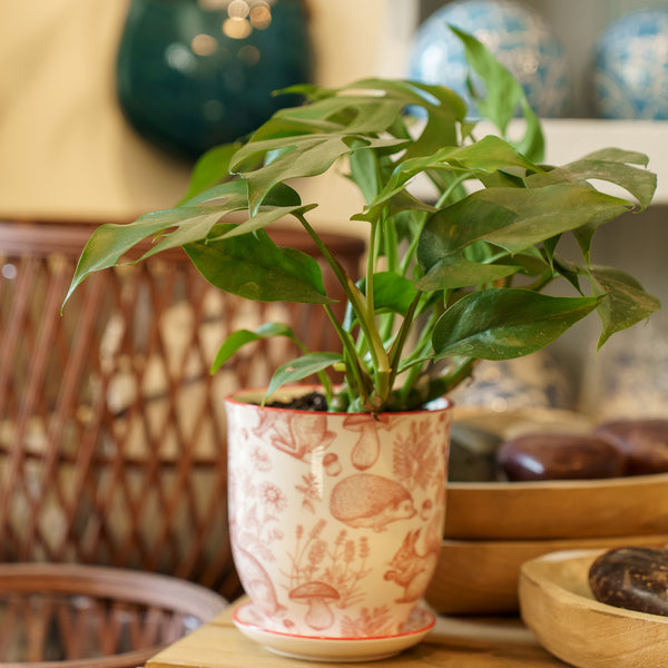 Mini Monstera