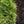 Load image into Gallery viewer, Mini Twists Eastern White Pine - Pine - Conifers