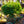 Load image into Gallery viewer, Mini Twists Eastern White Pine - Pine - Conifers