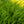 Load image into Gallery viewer, Mint Julep Chinese Juniper