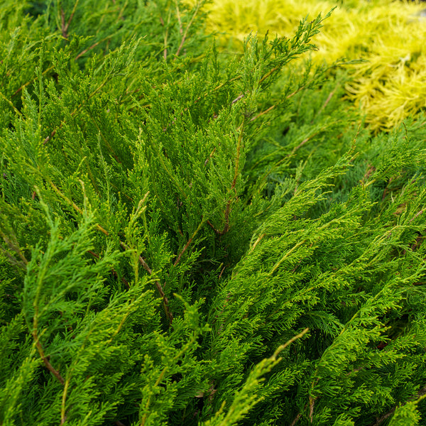 Mint Julep Chinese Juniper