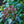 Load image into Gallery viewer, Minuet Mountain Laurel - Mountain Laurel - Shrubs