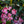 Load image into Gallery viewer, Minuet Mountain Laurel - Mountain Laurel - Shrubs