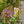 Load image into Gallery viewer, Minuet Mountain Laurel - Mountain Laurel - Shrubs