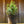 Load image into Gallery viewer, Minuet Mountain Laurel - Mountain Laurel - Shrubs