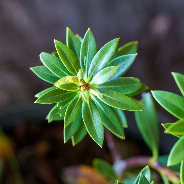 Minuet Mountain Laurel