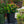 Load image into Gallery viewer, Miracle Grandeur St. John's Wort
