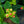 Load image into Gallery viewer, Miracle Grandeur St. John's Wort