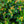 Load image into Gallery viewer, Miracle Grandeur St. John's Wort