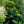Load image into Gallery viewer, Miracle Grandeur St. John's Wort