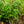 Load image into Gallery viewer, Miss Ellen Willmott Lilac